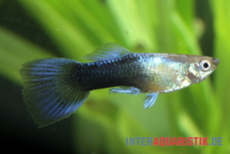 Guppy Turquoise Blue, Poecilia reticulata, Männchen