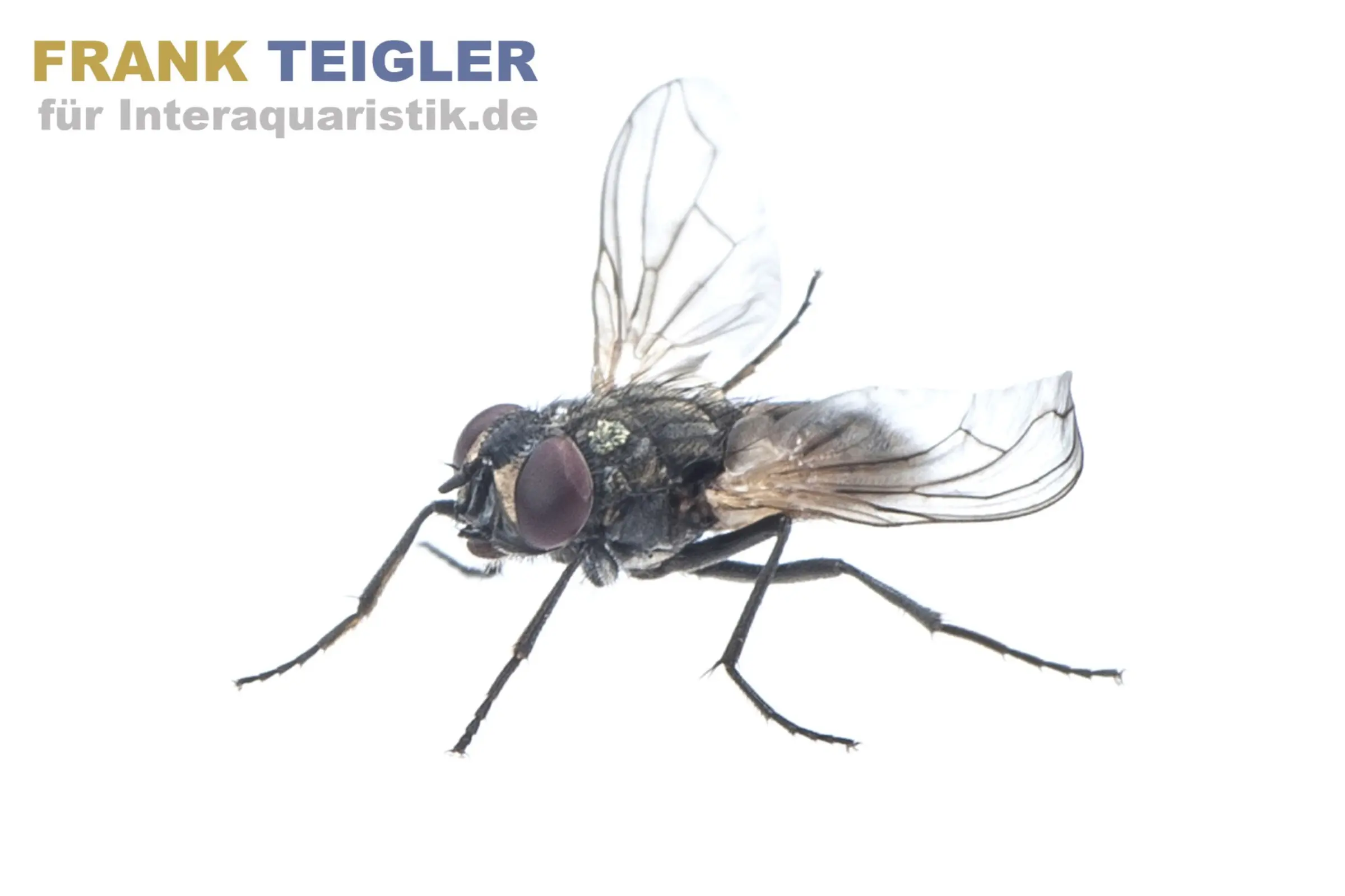 Krull-/Stummelfliegen, Terflys, 500 ml Zuchtansatz