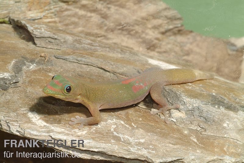 Goldstaub Taggecko, Phelsuma laticauda