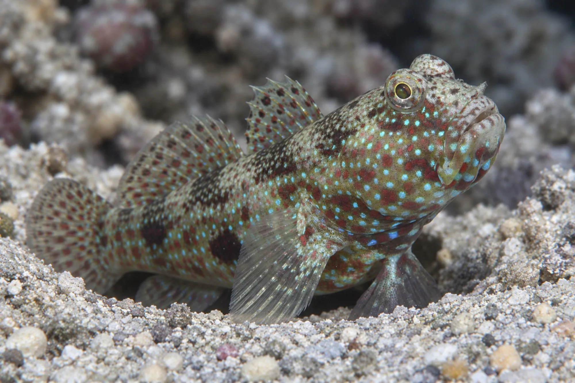 Vielpunkt Wächtergrundel, Cryptocentrus caeruleomaculatus