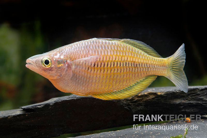 Sorong-Regenbogenfisch, Melanotaenia fredericki Wild, 5 Tiere
