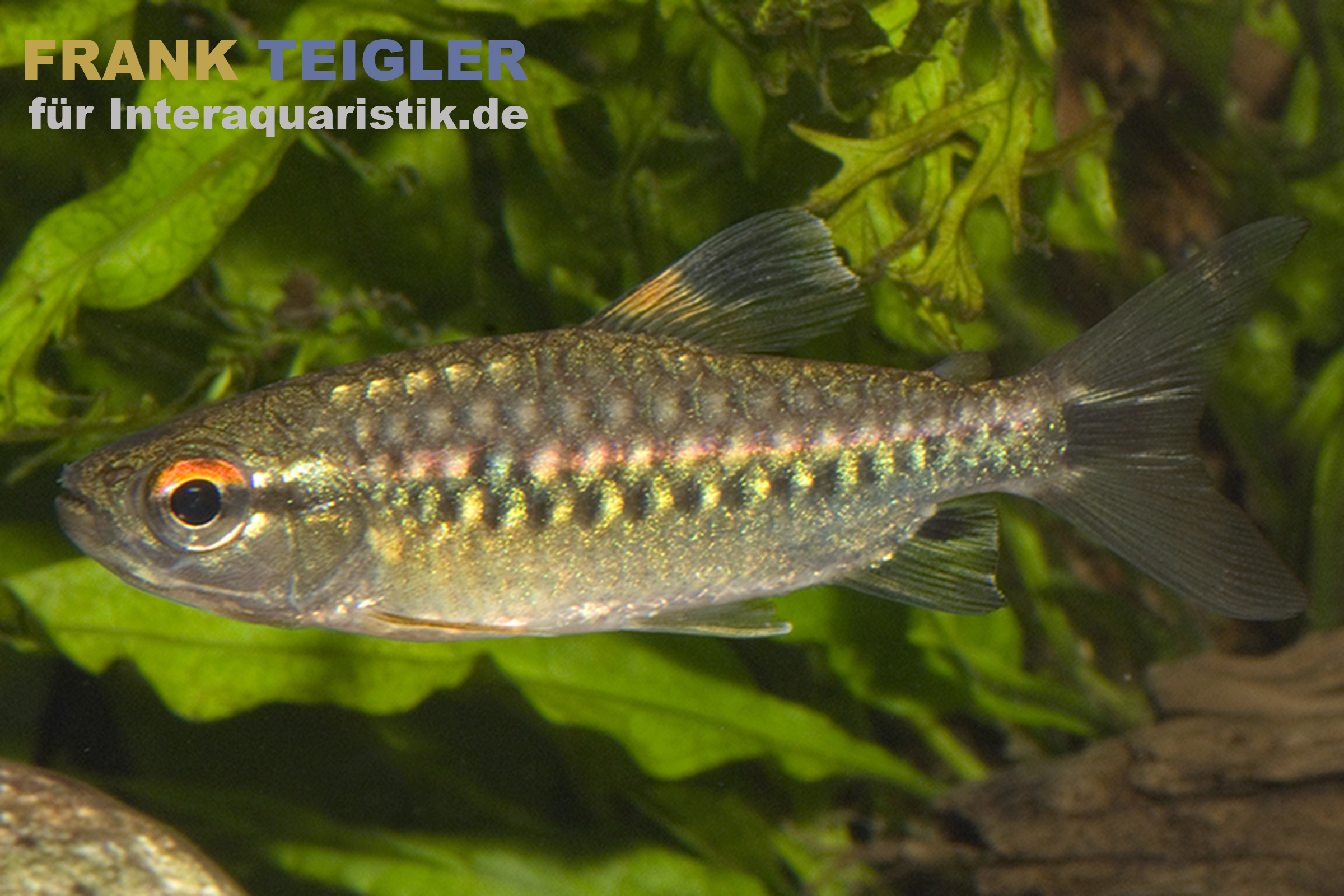 Afrikanischer Großschuppensalmler, Arnoldichthys spilopterus, 6-7 cm