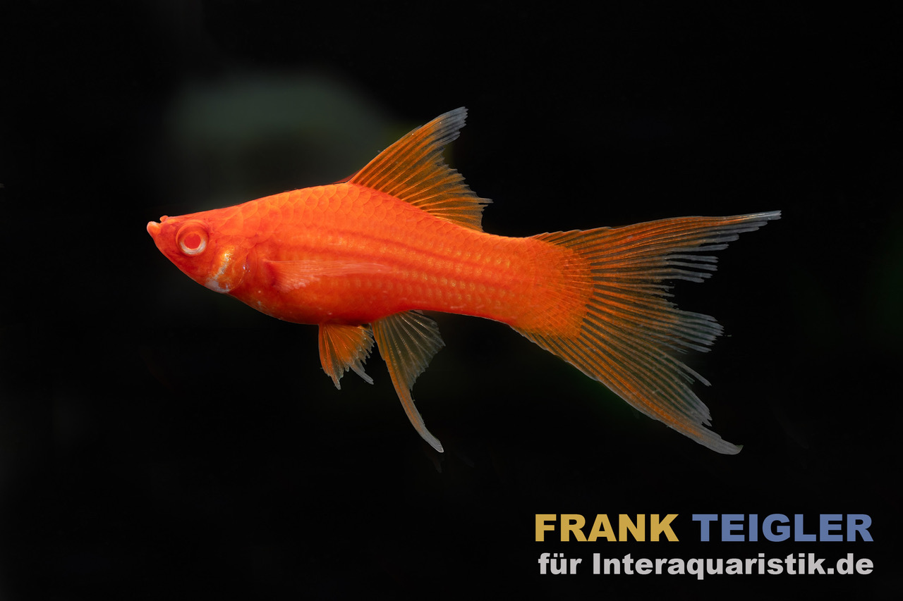 Roter Schwertträger Wiener Lyratail, Xipophorus helleri Trio (1 Männchen + 2 Weibchen)