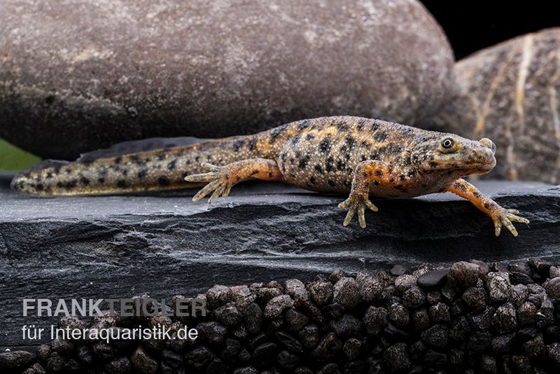 Spanischer Rippenmolch, Pleurodeles waltl