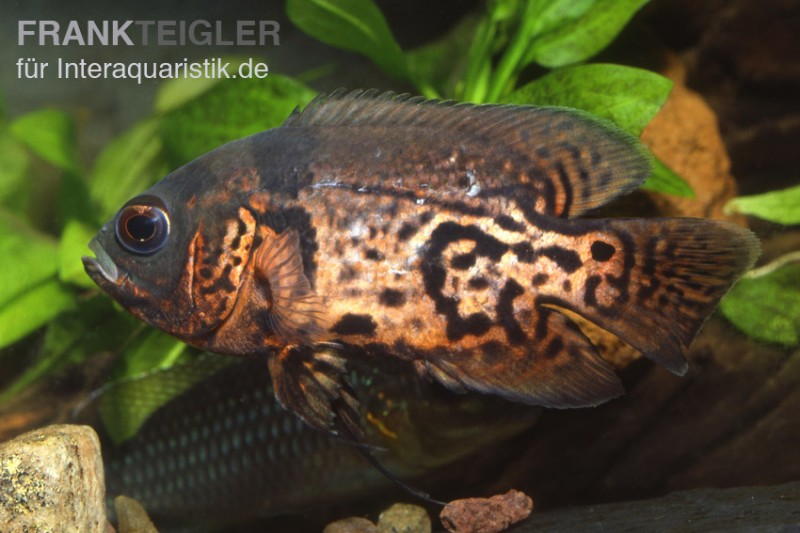 Oscar Rot-Tiger, Astronotus ocellatus