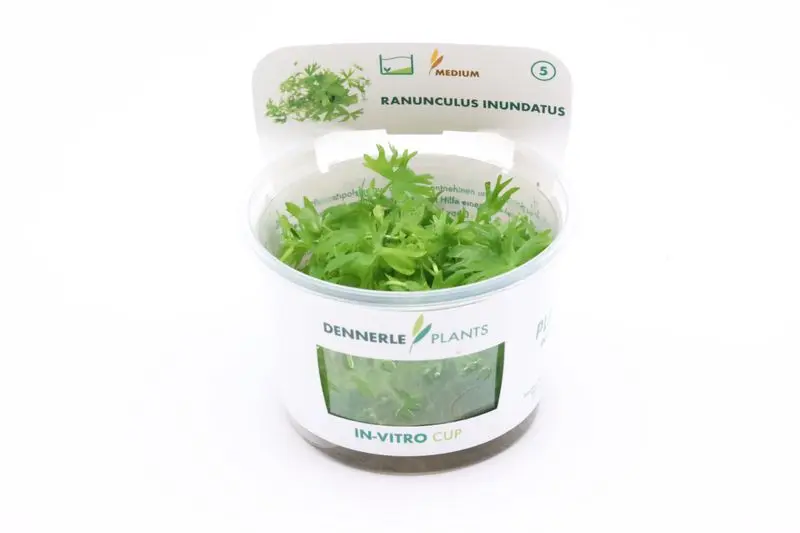 Fluss-Hahnenfuß, Ranunculus inundatus, In Vitro