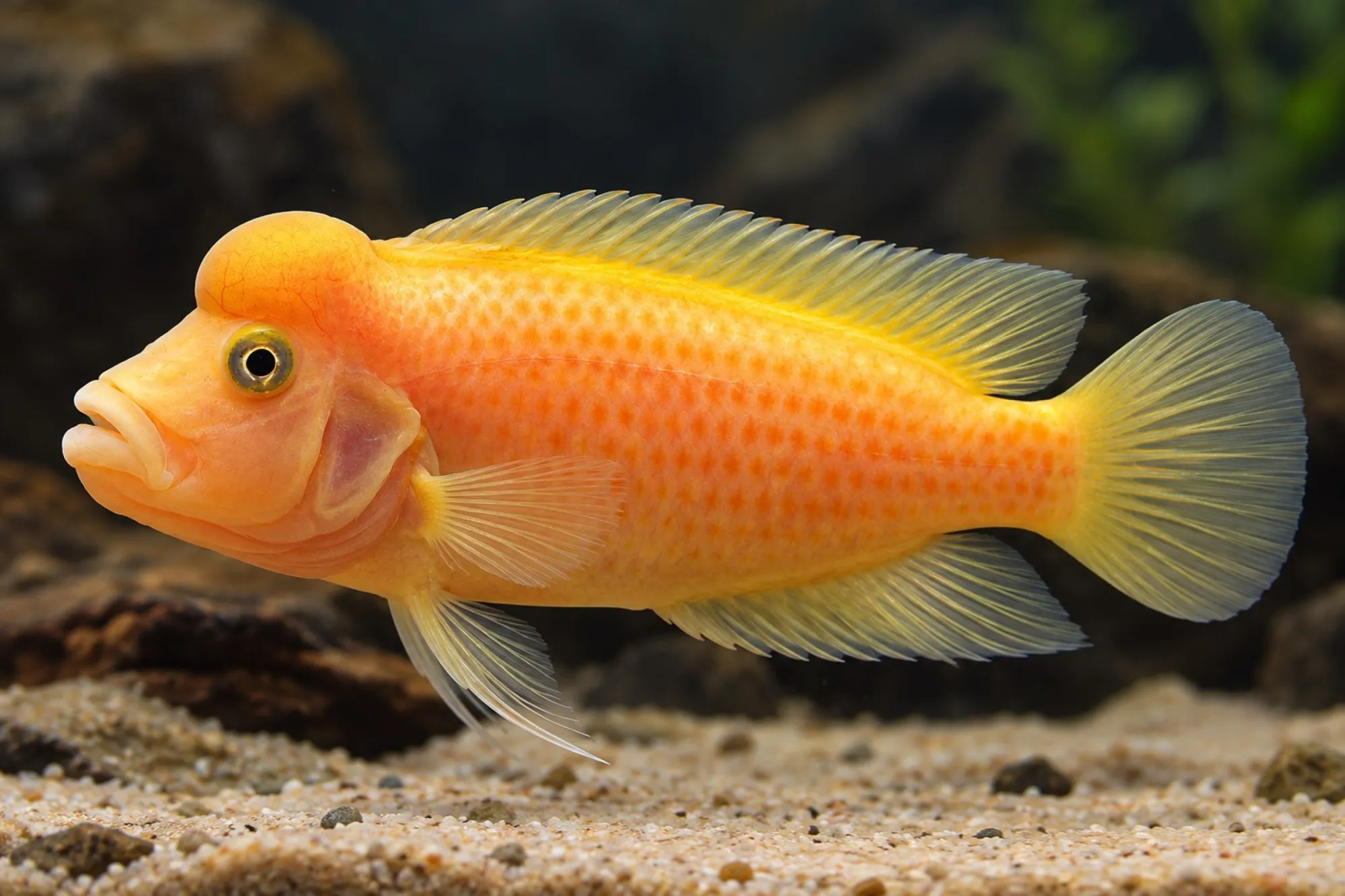 Goldener Buckelkopfcichlide, Steatocranus casuarius