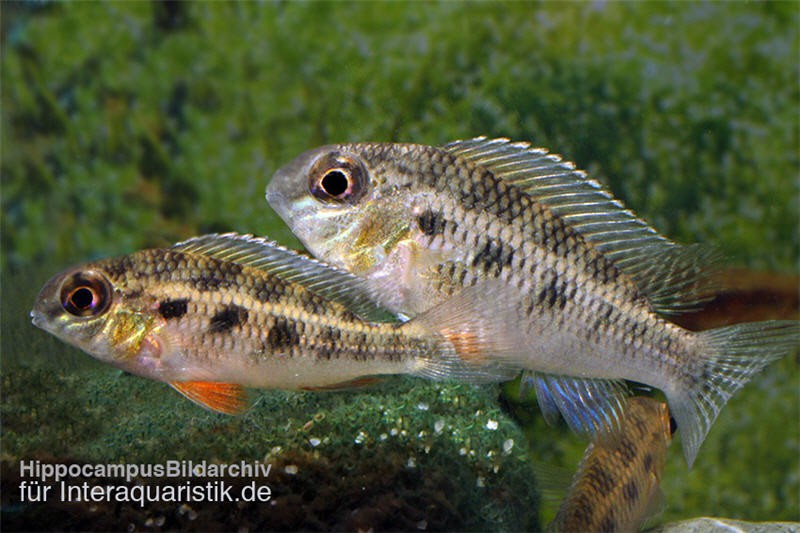 Schachbrettbuntbarsch, Crenicara punctulatum Peru