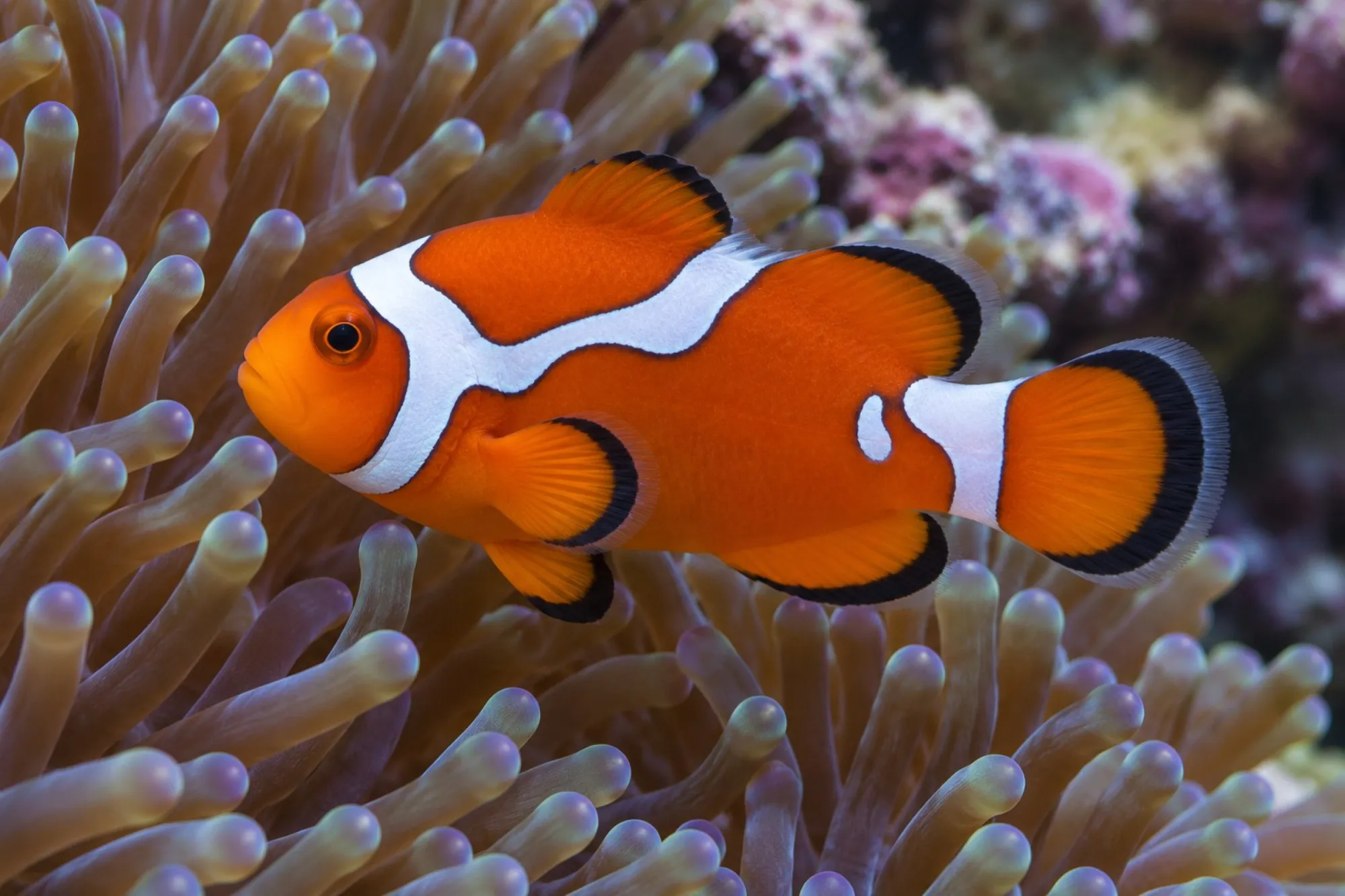 Ocellaris-Clownfisch „Gladiator“ Nachzucht, Amphiprion ocellaris