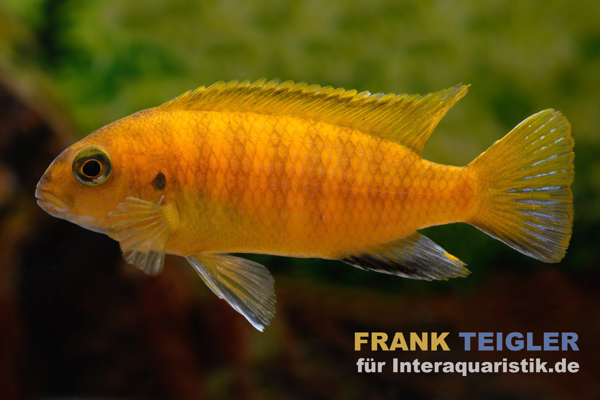 Gelber Buntbarsch im Aquarium Seitenansicht eines gelben Cichliden vor grünem Hintergrund