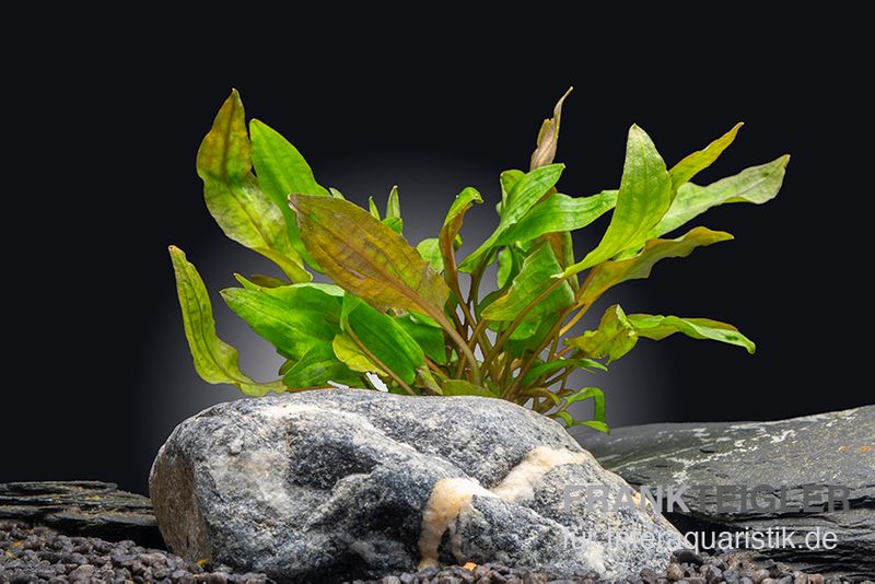 Tropicas Wasserkelch, Cryptocoryne wendtii "Tropica", im Topf