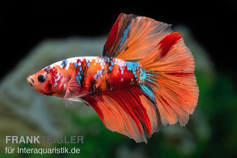 Halfmoon Kampffisch Koi Männchen, Betta Halfmoon Koi