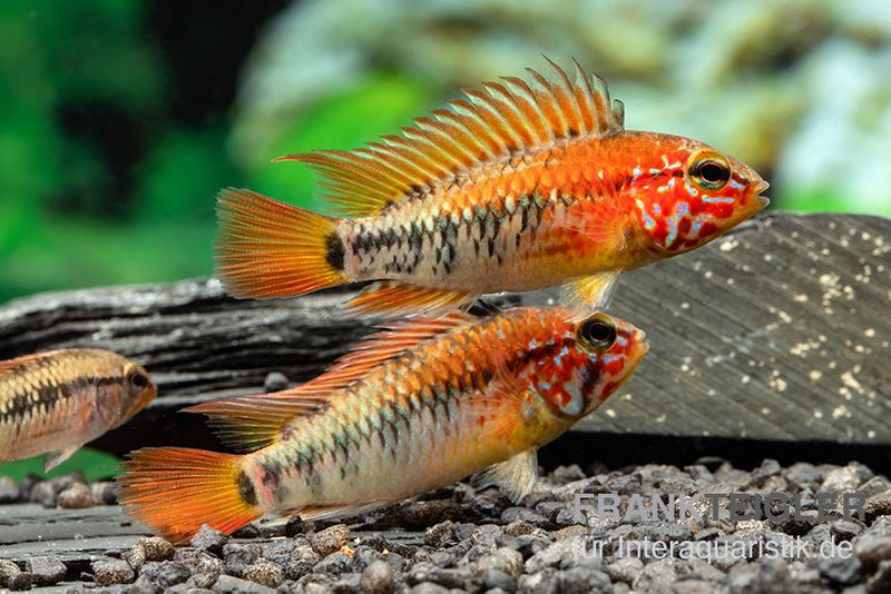 Schwarzkehlbuntbarsch Variante II, Apistogramma sp. viejita II, paarweise