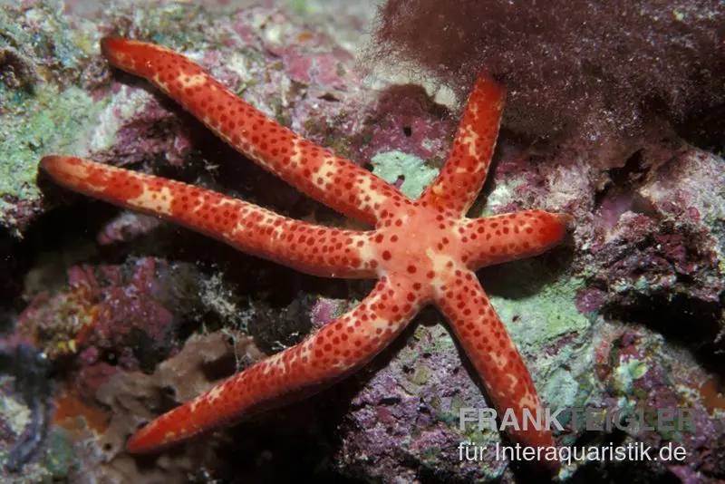 Kometenseestern, Linckia multifora
