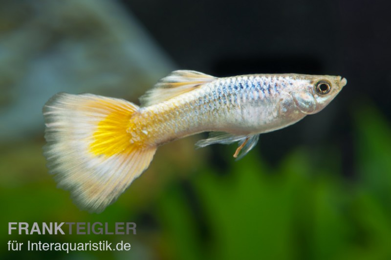 Guppy German Yellow, Poecilia reticulata, Männchen