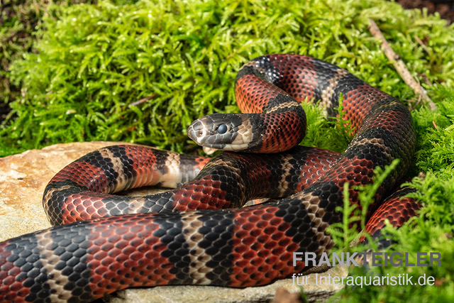 Honduras-Königsnatter, Lampropeltis tringulum hondurensis