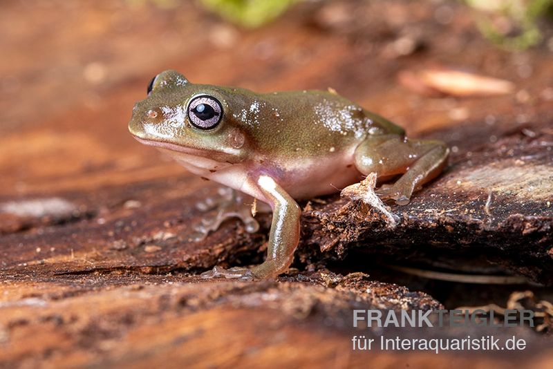 Blauer Korallenfinger-Laubfrosch,  Litoria caerulea