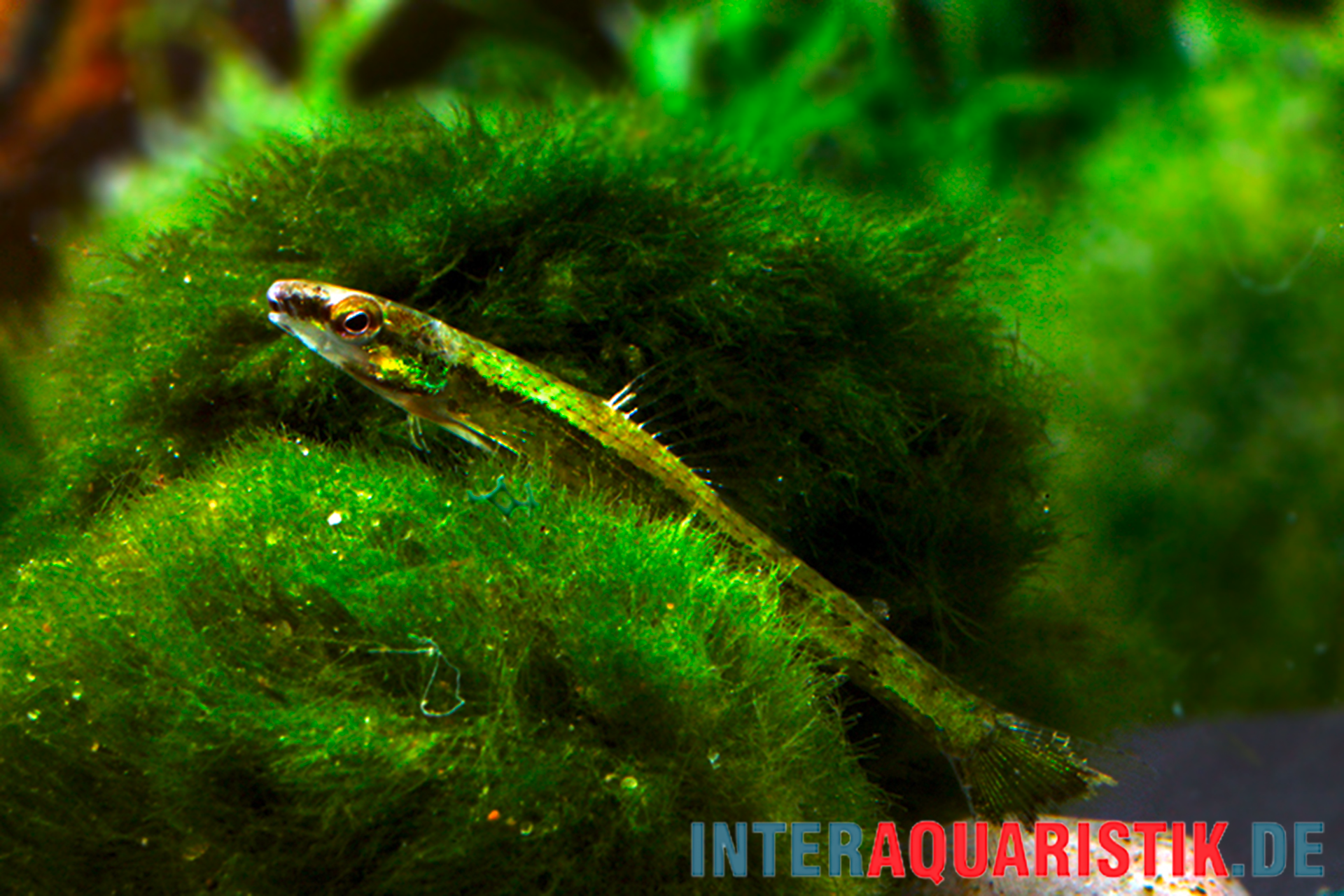 Giftgrüner Bodensalmler, Ammocryptocharax elegans, 4-5 cm