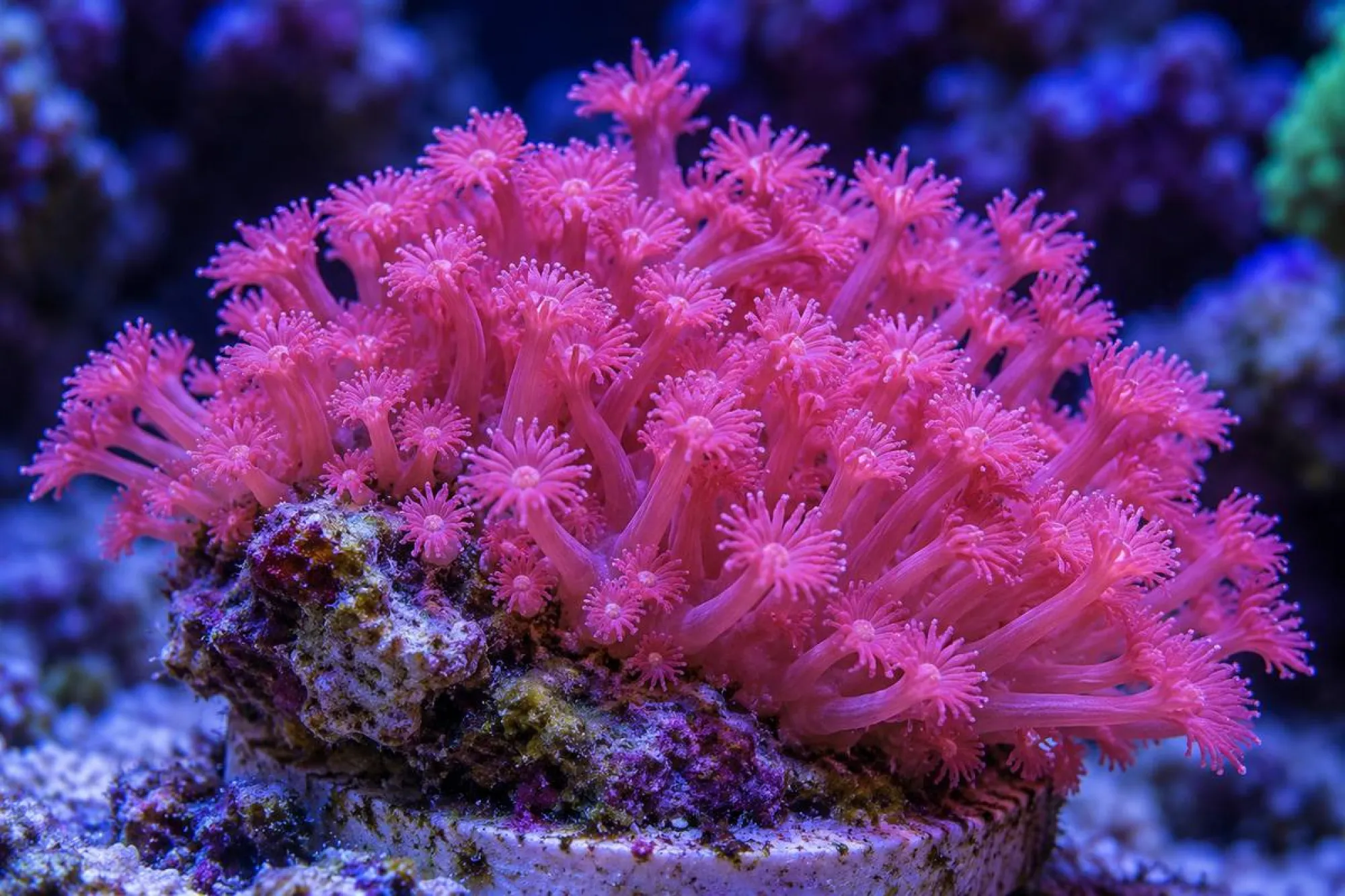 Margeritenkoralle „Miss Piggy“ (Nachzucht), Goniopora lobata, Größe S–M