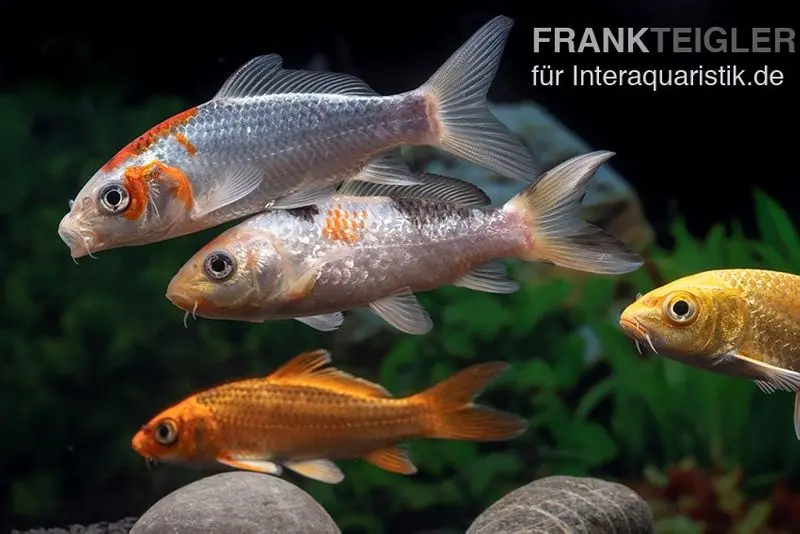 Koi Farbmix, Cyprinus carpio, mittel 10-12 cm)