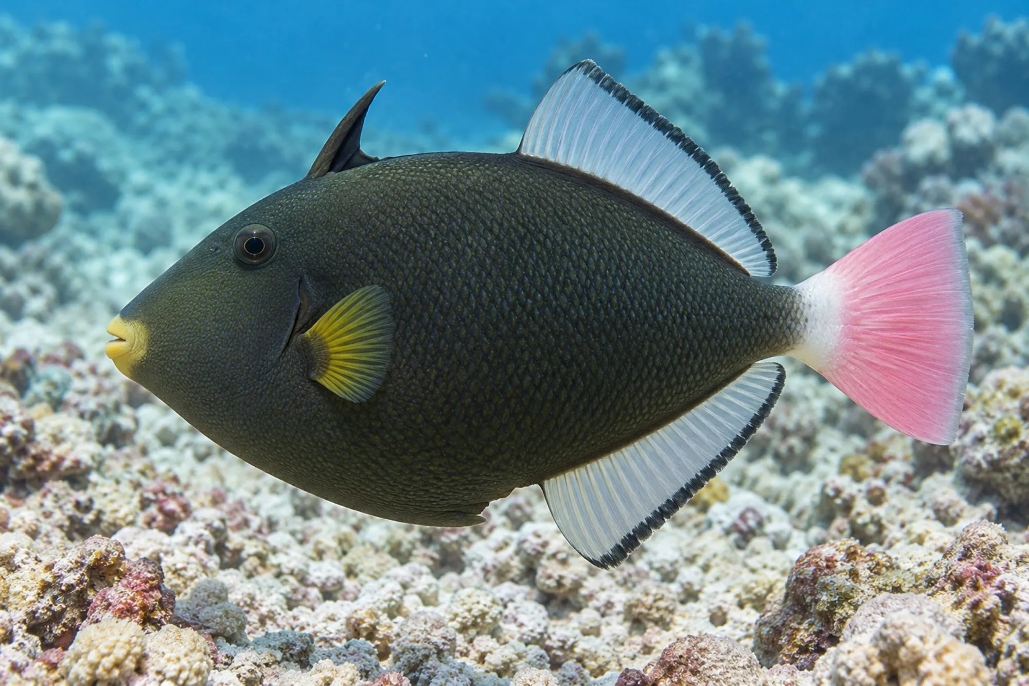 Rotschwanz Drückerfisch, Melichthys vidua