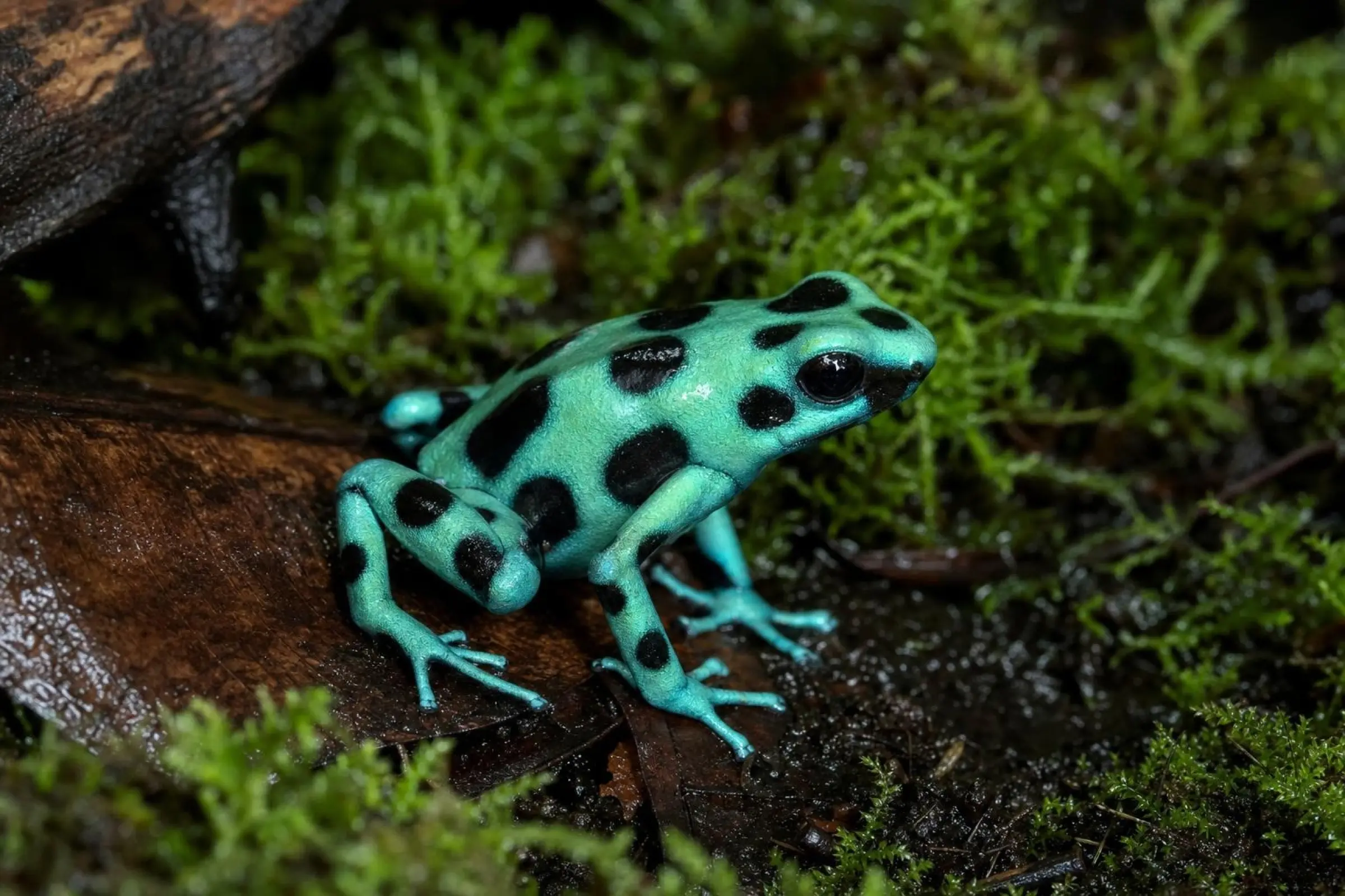 Goldbaumsteiger „Microspot“, Dendrobates auratus