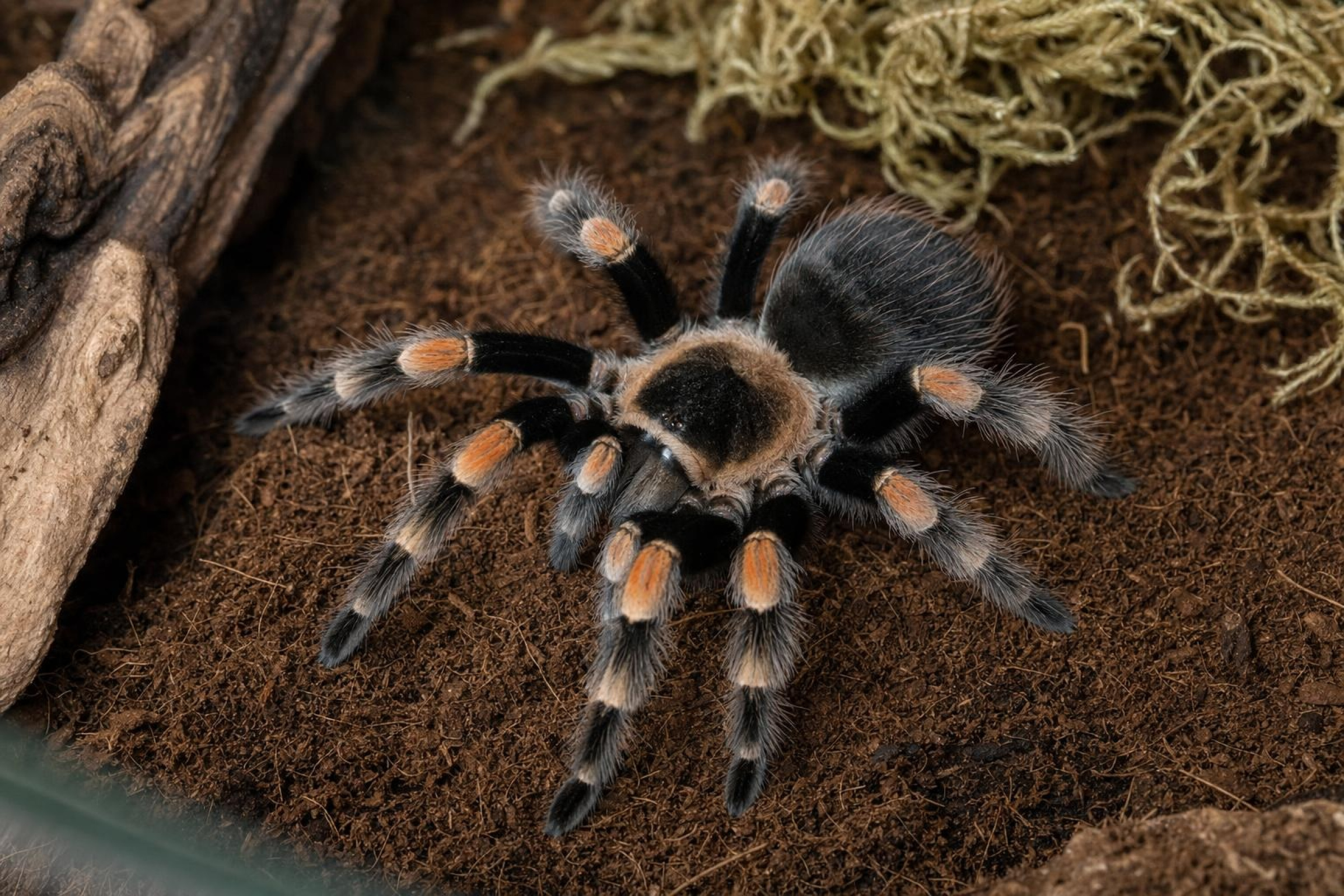 Mexikanische Rotknie-Vogelspinne, Brachypelma hamorii (ex smithi)
