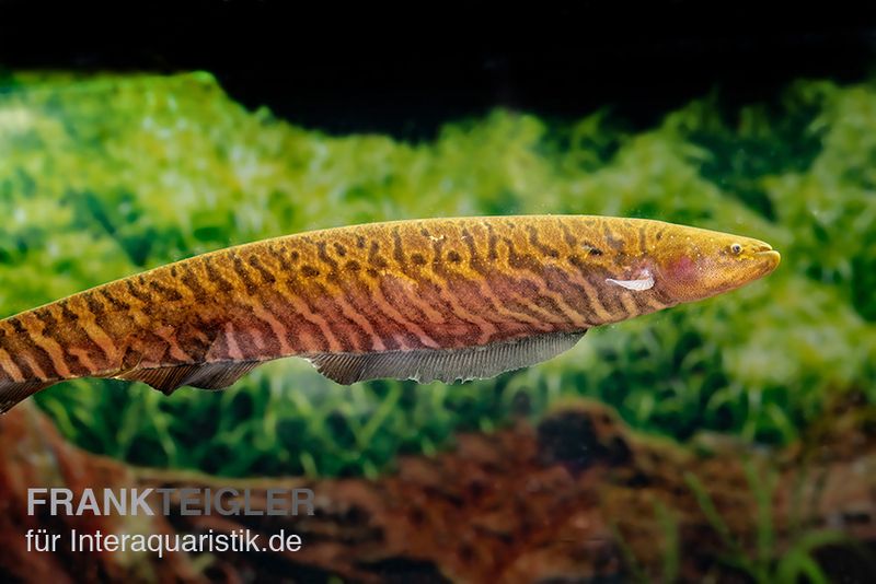 Gebänderter Messerfisch, Gymnotus carapo