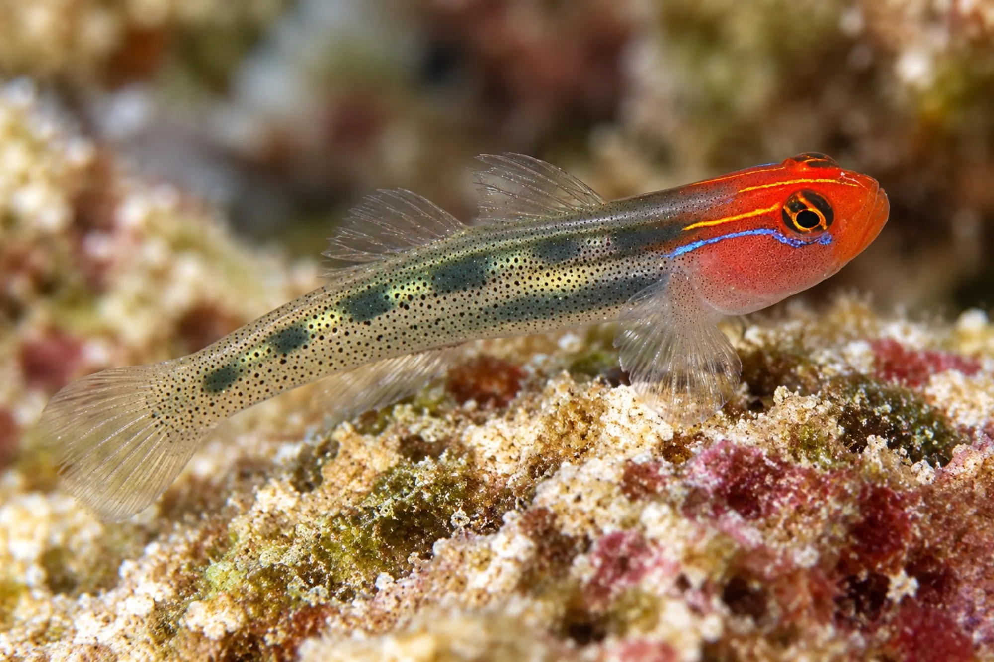 Rotkopfgrundel Nachzucht, Elacatinus puncticulatus