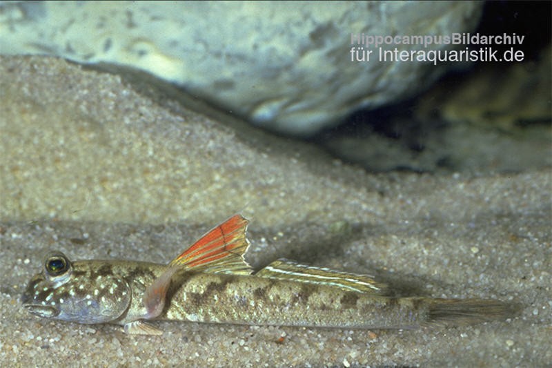 Zwergschlammspringer, Periophthalmus novemradiatus (Brackwasser, Terrarium)