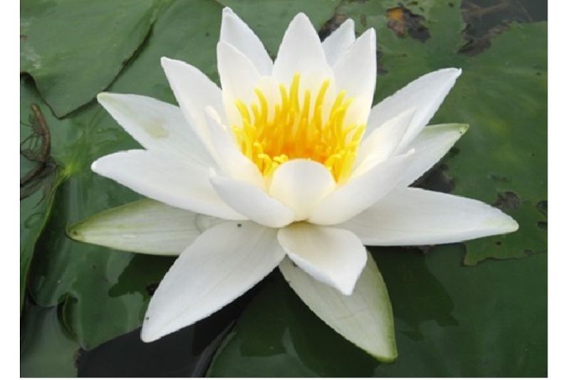 Weiße Seerose, Nymphaea alba