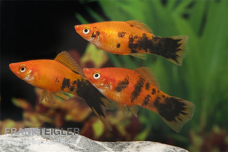 Schwertträger Marmor orange, Xiphophorus helleri