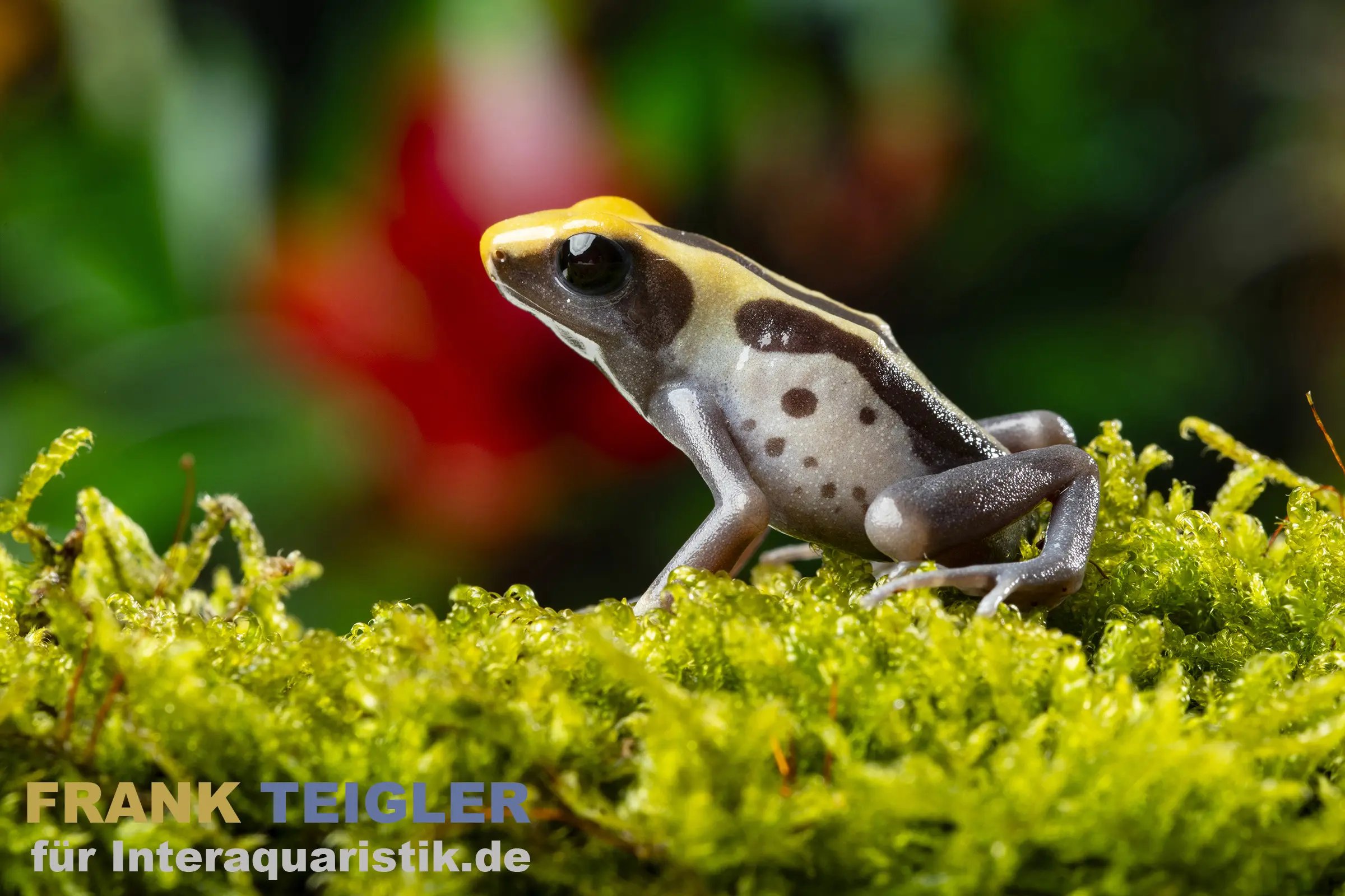 Färberfrosch Patricia Ghost, Dendrobates tinctorius