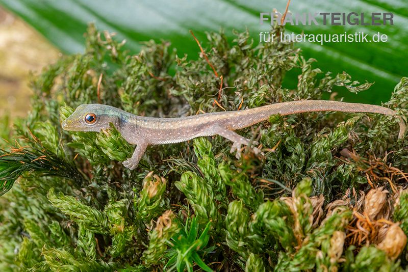 Conrau`s Zwerggecko, Lygodactylus conraui, Trio (1 Männchen + 2 Weibchen)