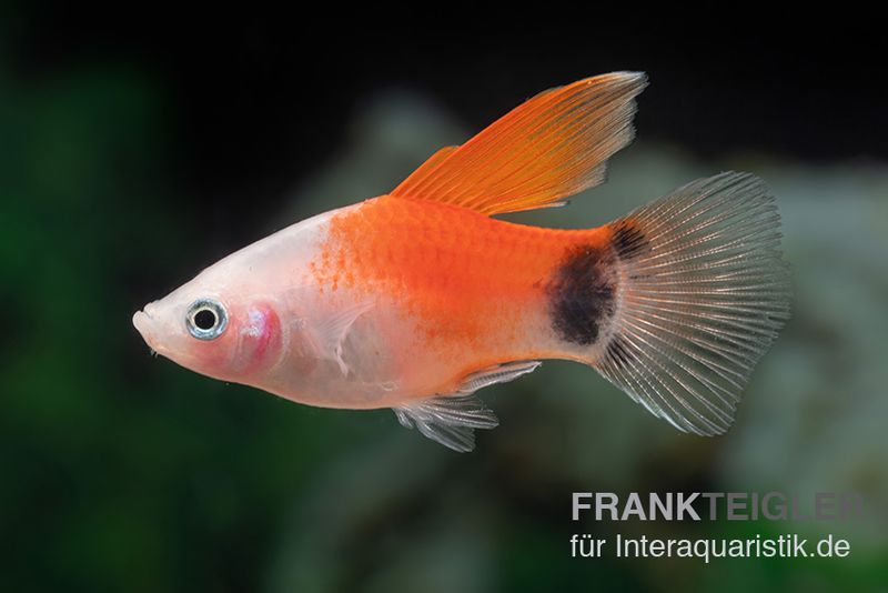 Pinker Mickey Mouse Platy Hochflosse, Xiphophorus maculatus