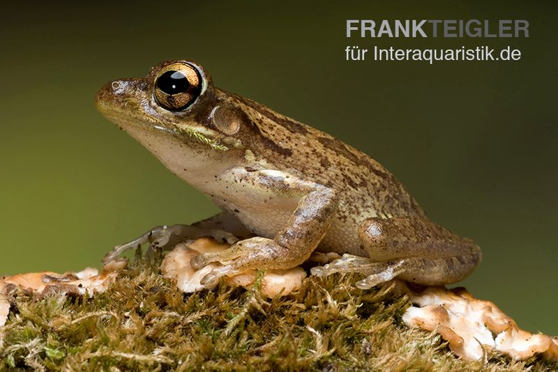 Kuba-Laubfrosch, Osteopilus septentrionalis