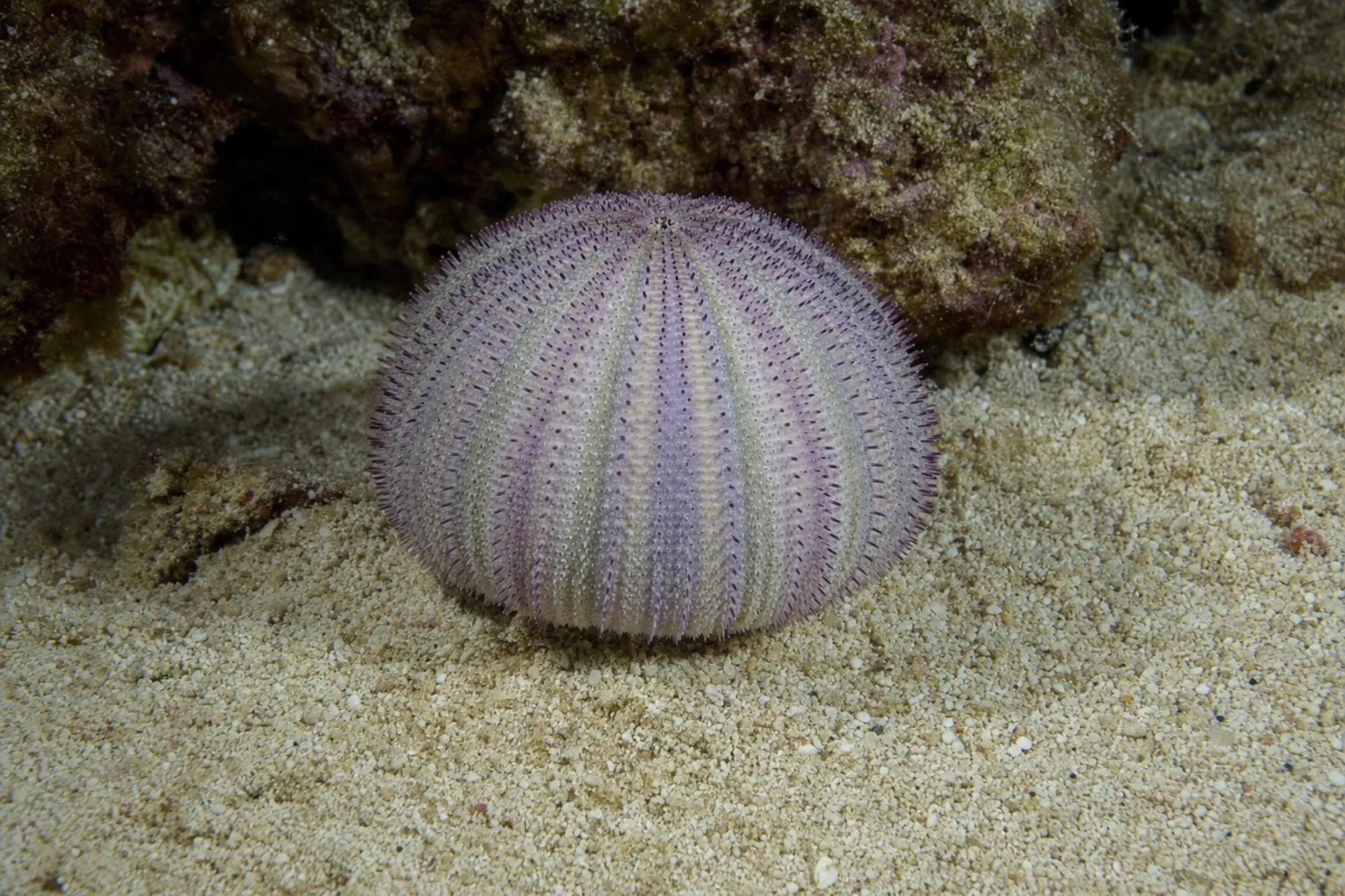 Grüner Seeigel Lila Tip, Lytechinus variegatus