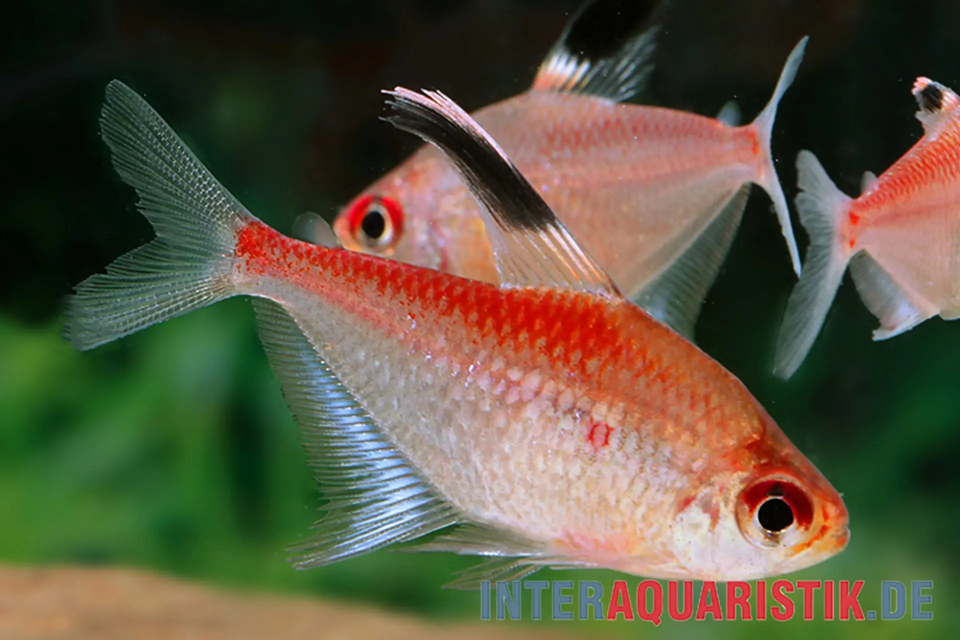 Rotrücken-Kirschflecksalmler, Hyphessobrycon pyrrhonotus