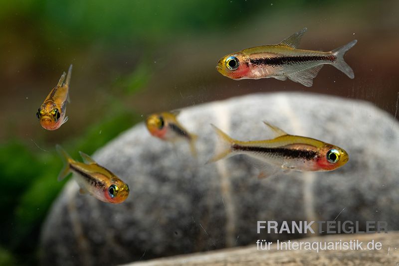 Tucanosalmler, Tucanoichthys tucano