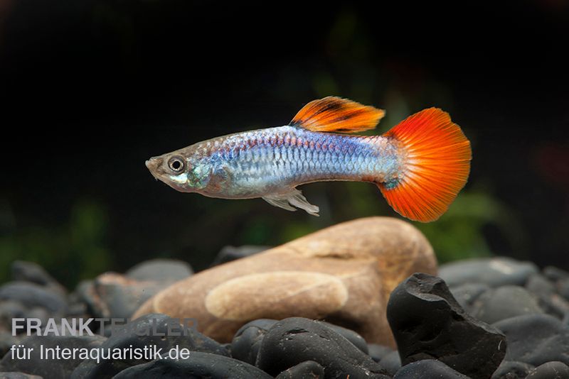 Guppy Neon Firetail, Poecilia reticulata, Guppy Weibchen