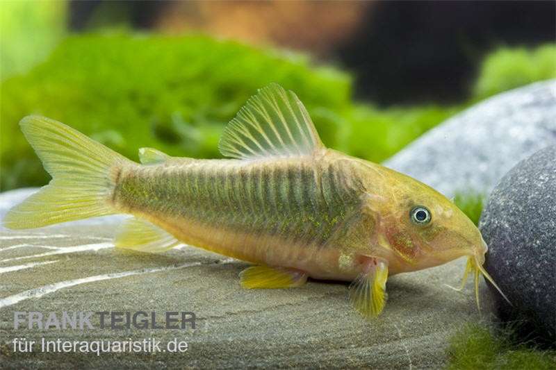 Goldener Panzerwels, Corydoras melanotaenia