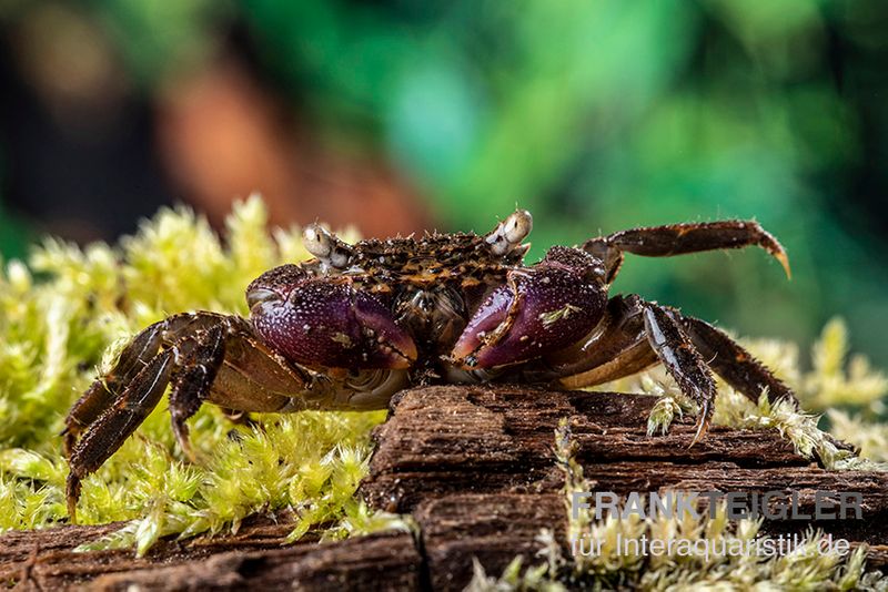 Lila Scheren Mangrovenkrabbe, Parasesarma sp. "Lilac Claw", Paar (1 Männchen + 1 Weibchen)