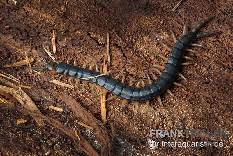 Viridis-Hundertfüßer, Scolopendra viridis