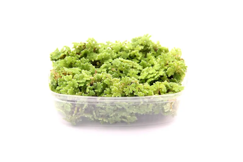 Schwimmfarn, Azolla filiculoides, im Becher