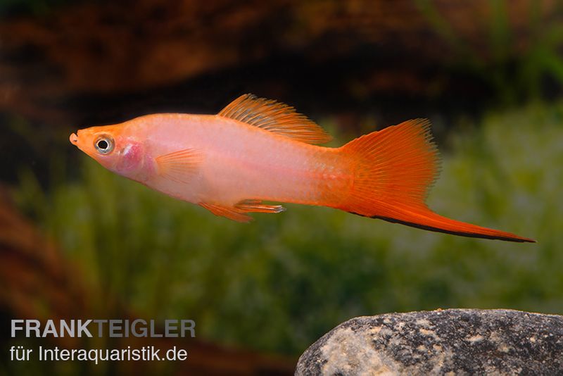 Schwertträger pink, Xiphophorus helleri