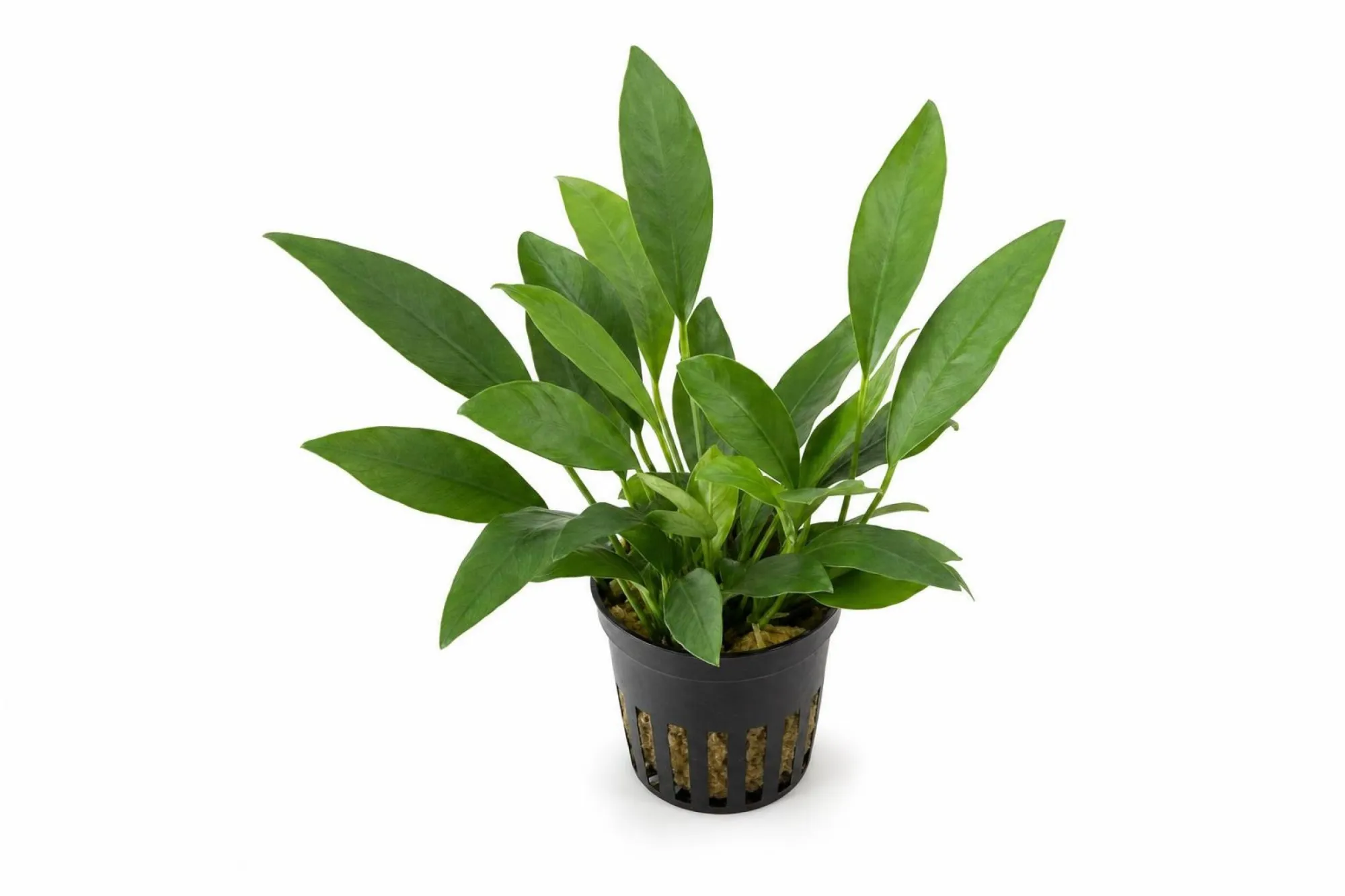 Afzelius-Speerblatt, Anubias afzelii, Topfpflanze