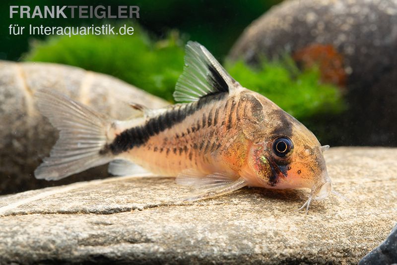 Schwarzrücken-Panzerwels, Corydoras metae