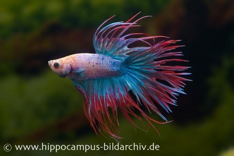 Crown Tail Kampffisch multicolor, NZ, Männchen, Betta splendens