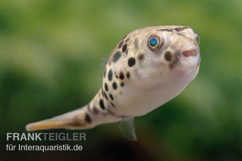 Leopardkugelfisch, Tetraodon schoutedeni