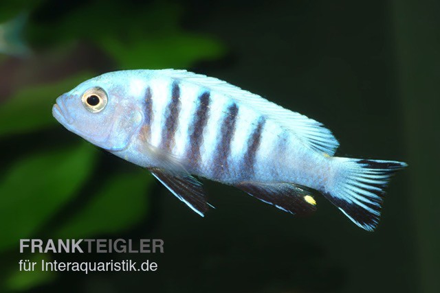 Pseudotropheus kingsizei maingano (Metriaclima pulpican)